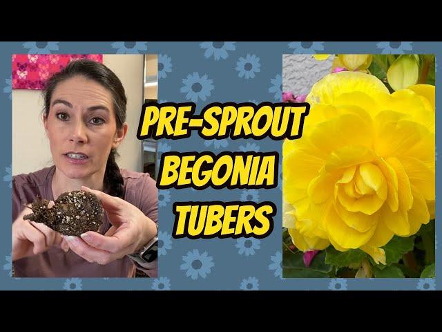 How to Start Tuberous Begonias Indoors