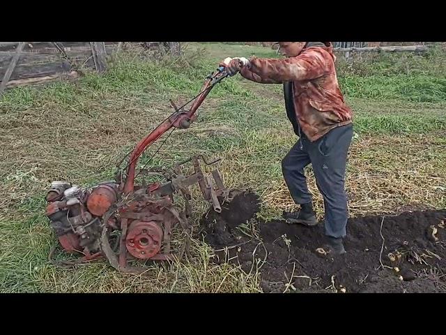 мотоблок МтЗ -05 копает картошку после десятилетнего простоя.