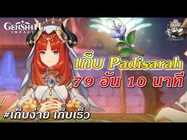 จุดเก็บ Padisarah  79 อัน 10 นาทีจบ!【ของอัพ Nilou】| Genshin Impact