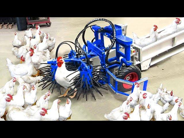 Broiler Farming Technology - Catching Chicken By Machine - Million Dollars Poultry Processing Line