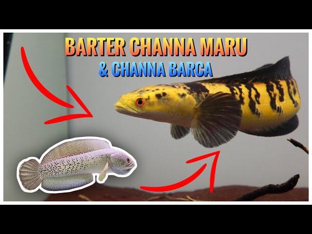 BARTER CHANNA MARU DENGAN CHANNA BARCA