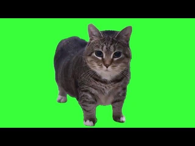 cat video...