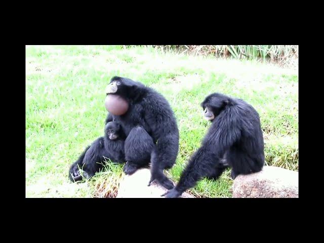 Siamang apes go wild short version (original video in description) #shorts