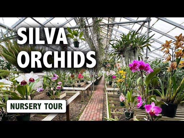 Silva Orchids Nursery Tour | AMAZING Orchid Blooms in Historic Glass Greenhouses!