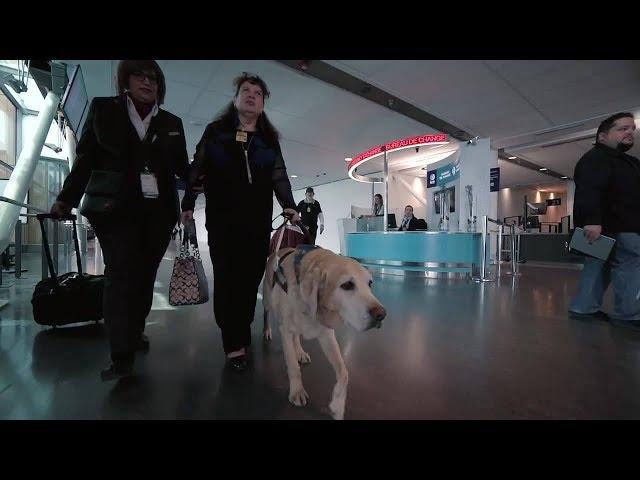 AMI Travel Tips: Episode 6 - Traveling with your service animal