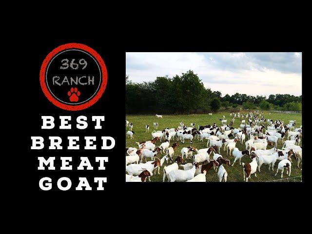 What is the Best Breed of Meat Goat?