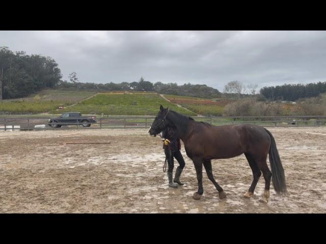 Gaited Horse Training  - Ground  Work - Moving Shoulders  and Hindquarters