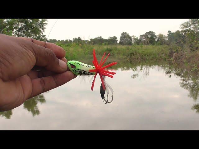 Action Test TAKI frog - Green || rada lure