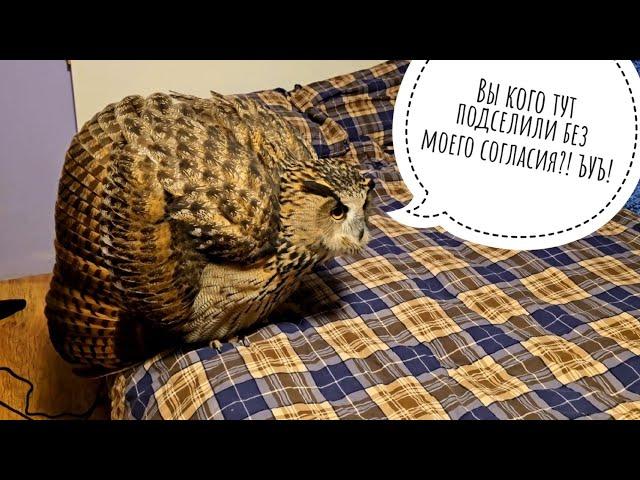 Owl Yelya returned to her Moscow apartment, and everything is wrong there! The cat is a stranger!