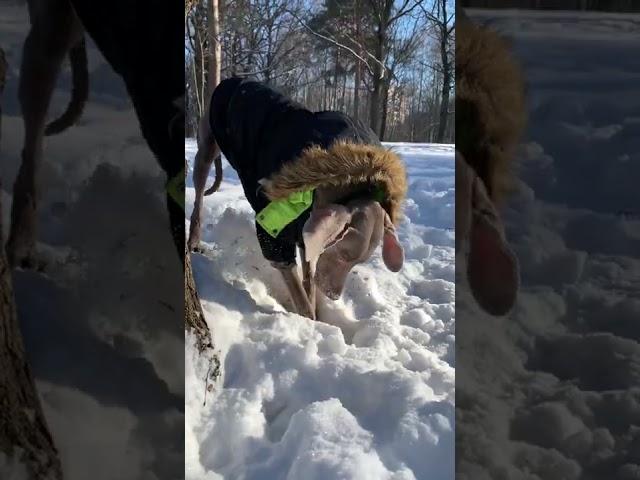 КАК МЫ РАЗЫГРАЛИ ОСКАРА НА ЕГО ДЕНЬ РОЖДЕНИЯ