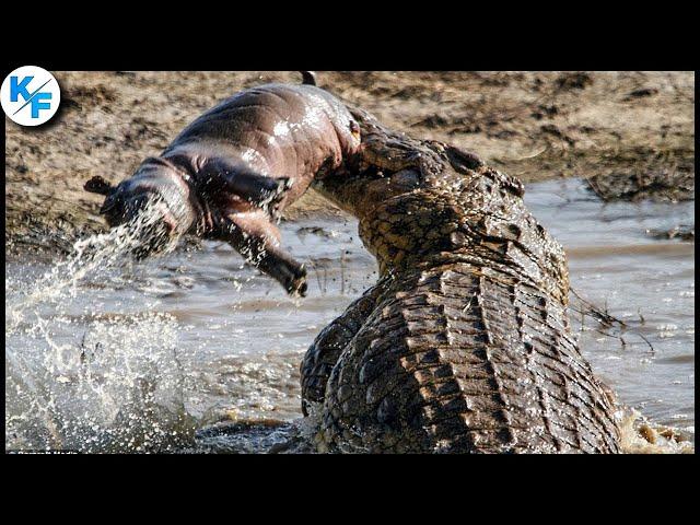 Крокодил в деле. Самые безжалостные моменты нападения крокодилов на животных