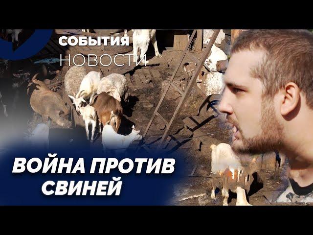 Жизнь среди свиней: скандал в Екатеринбурге из-за зловонного соседства