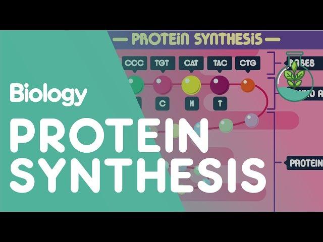 Protein Synthesis | Cells | Biology | FuseSchool