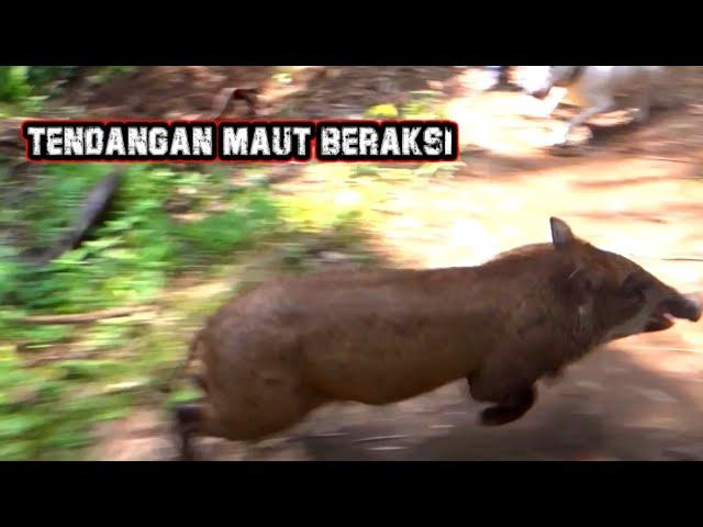 BERBURU BABI HUTAN DI KOTO TABUAH BATU GADANG