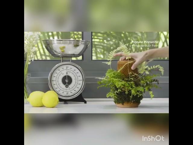 2021 New Gadget | Terra Planter | Amazon Gadgets | Latest Products | Home Plant