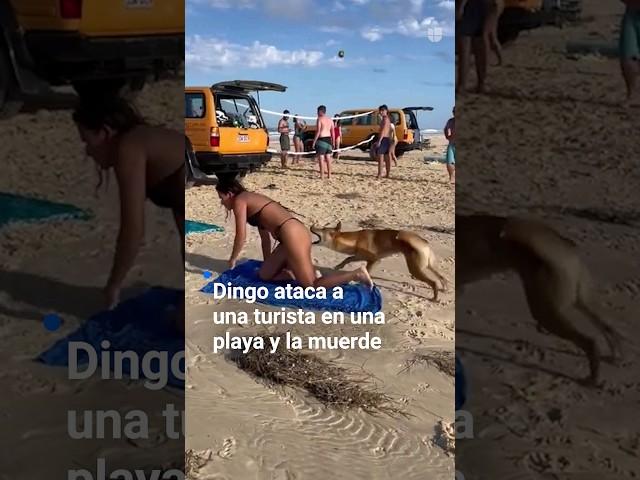 The moment a dingo attacks a tourist on a beach and bites her. It is not the only case