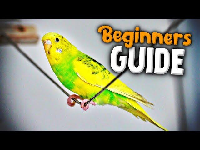 How to take Care of a Parakeet | Beginner's Guide to Pet Birds