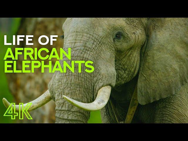 Life of African Elephants - Largest Terrestrial Mammals of the Earth - 4K Nature Documentary Film