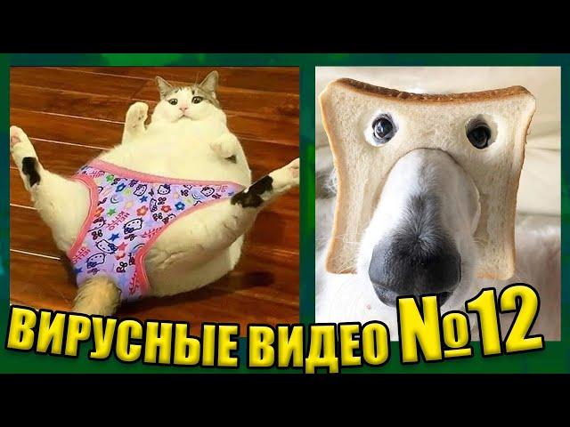 ВИРУСНЫЕ ВИДЕО / Подборка смешные животные №12