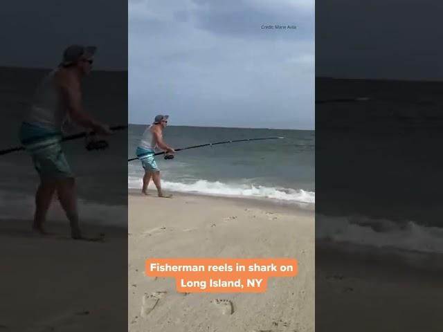 Shark caught on Long Island Beach