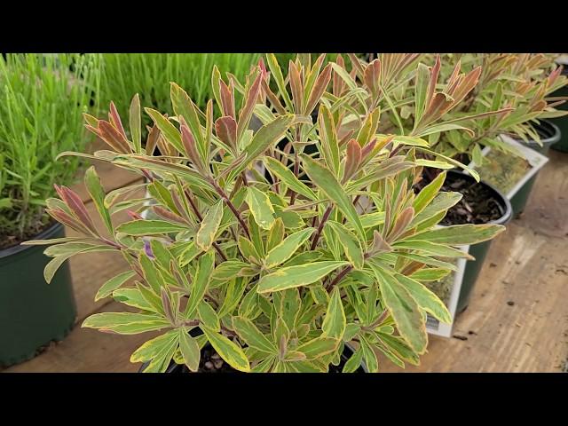 Euphorbia 'Ascot Rainbow' (Spurge) // Very USEFUL perennial with UNIQUE foliage and flowers