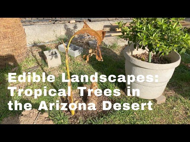 Edible landscape - Exotic Fruit Trees in the Desert, Arizona Tropical Trees