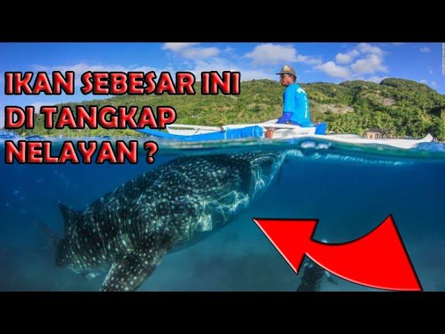 10 Hewan Laut Terbesar Yang Pernah Ditangkap Nelayan