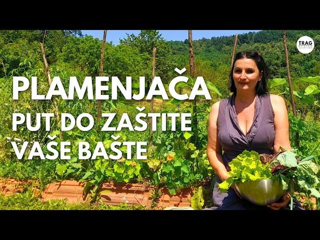 Suočavanje s PLAMENJAČOM: Put do zaštite vaše bašte - DIY preparati!