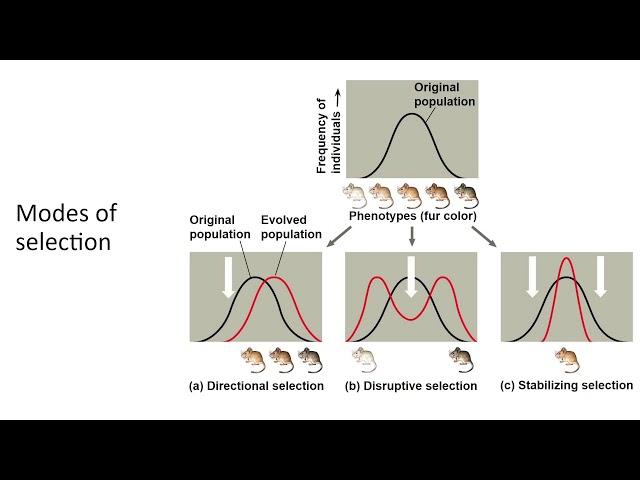 Microevolution