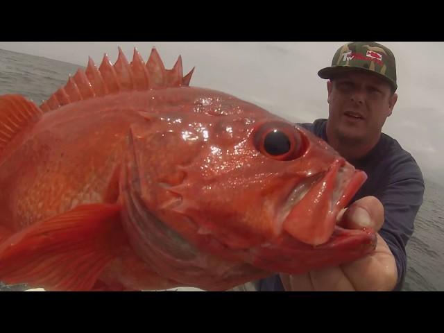 Jigging For Ling Cod & Big Reds Fishing In Morro Bay, Ca. Angler Management