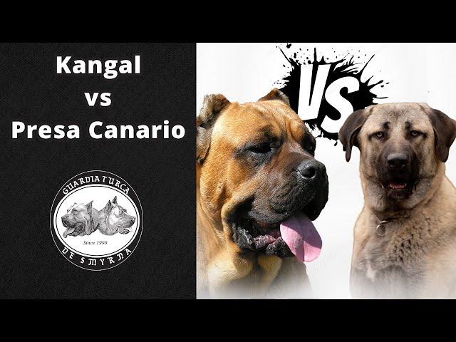 Kangal mı? Presa Canario mu? || Karşılaştırma