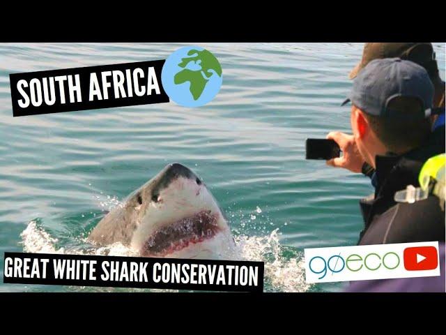 GoEco VOLUNTEER Trip Vlog - Great White Shark Conservation in South Africa