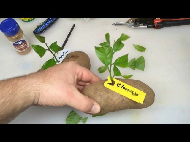 Put A Lemon Cutting In A Potato and Watch It Grow PART 2