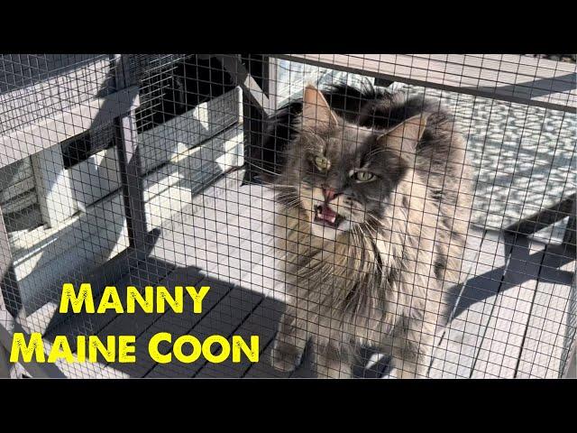 Talking Cat | Huge Maine Coon Cat Manny #mainecooncat