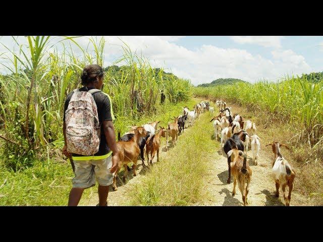 Raising Goats In Jamaica