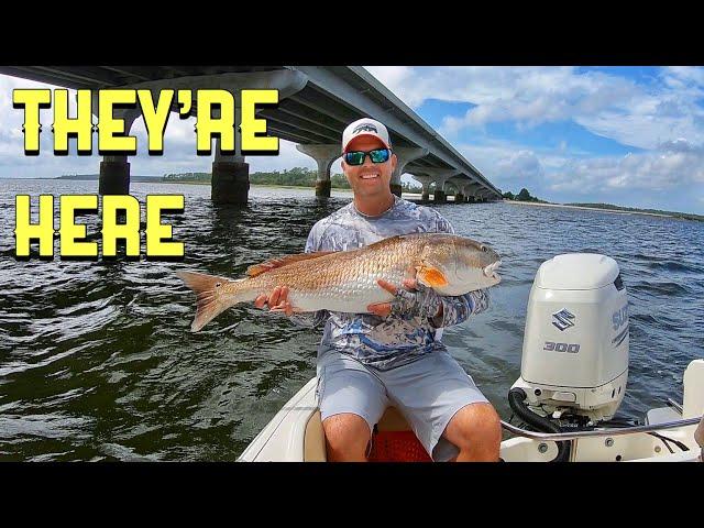 How to Catch Bull Redfish - Hilton Head SC