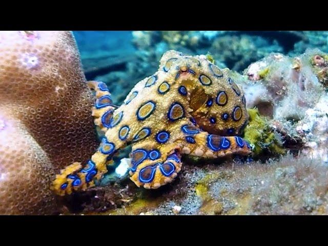 Blue-ringed octopus flashing its bright warning colors