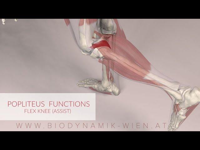 Poplietus Muscle Function: Knee Flex Assist (3D Animation)