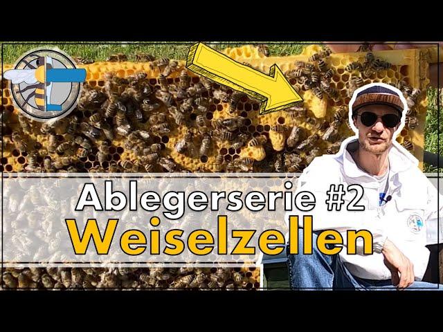 » Bienen Ableger prüfen auf Weiselzellen | Ablegerserie 2/3 | Imkern | BeePilot