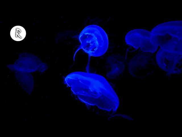 Jellyfish 4K Video for Spa w/ Meditation Music for Relaxing, Sleeping, Stress Relief & Massage