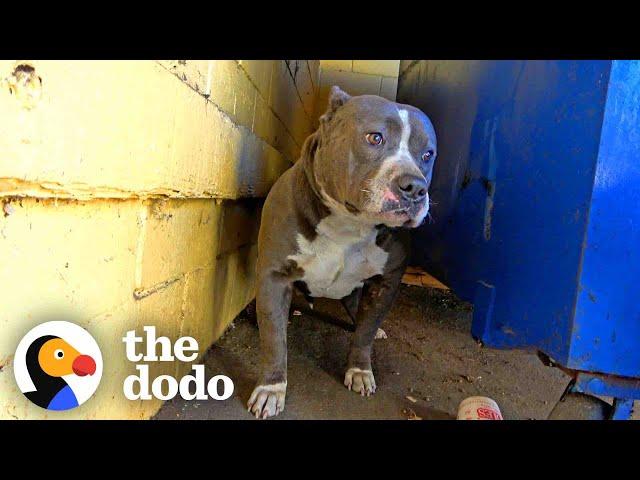 Pittie Couldn't Stop Shaking Until Her Rescuers Finally Give Her A Hug | The Dodo Pittie Nation