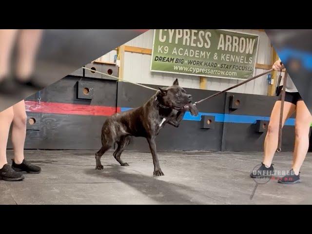 Caught on Camera: Alleged dog abuse at K9 Training Academy