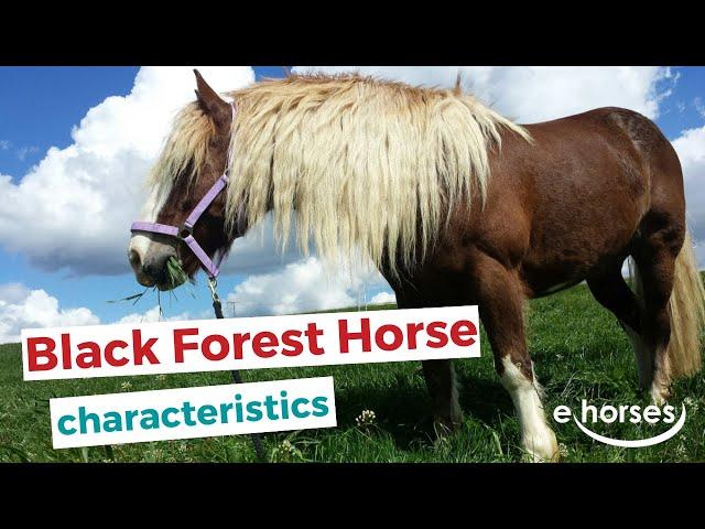 Black Forest Horse | characteristics, origin & disciplines