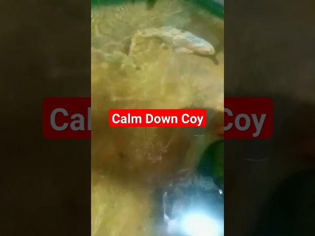 Calm Down...#shortvideo #shorts #short #cute