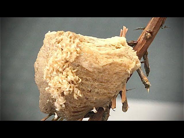 Praying Mantis Egg Hatched - Lets See What’s Inside