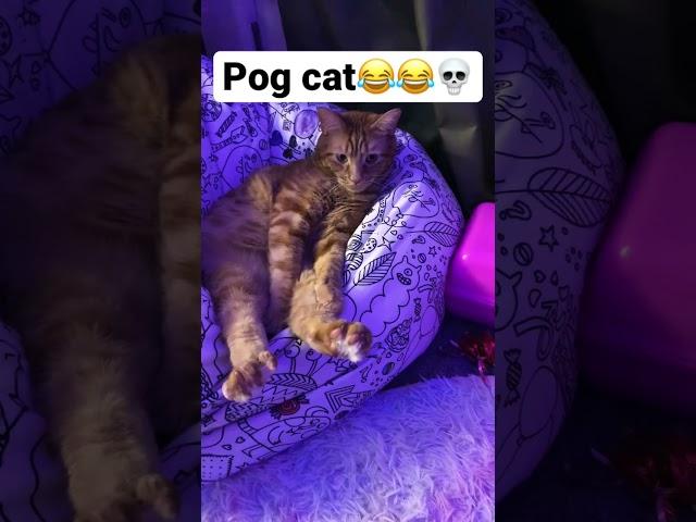 Pog cat