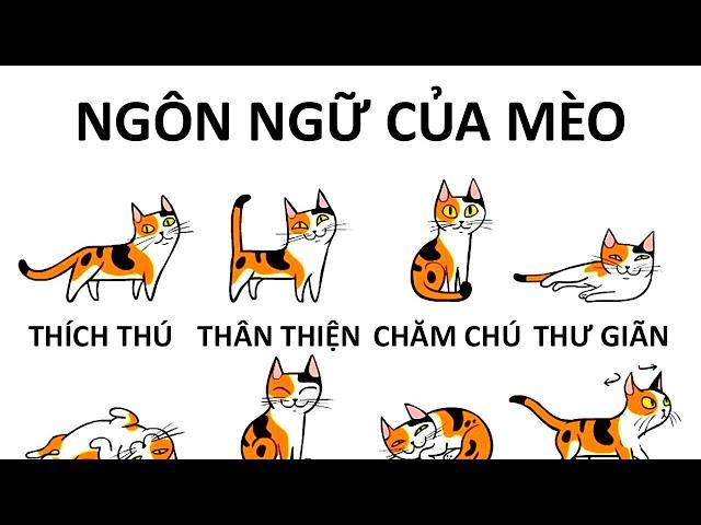 Làm Sao Để Hiểu Mèo Của Bạn Hơn