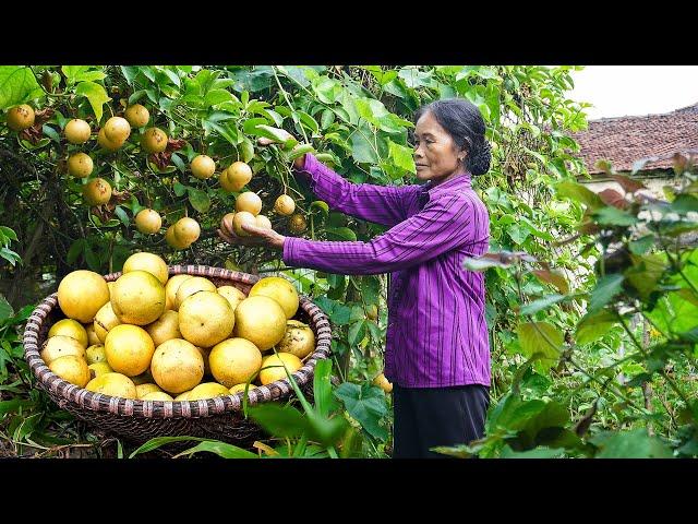 Daily Routine Village life in Vietnamese | Cooking Rural Style Food | Vietnamese Village Life