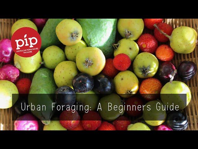 Urban Foraging: A Beginners Guide: Video Series