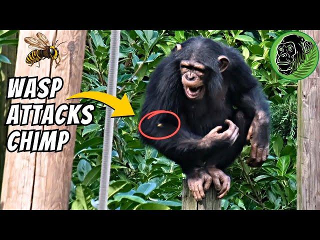 Young Chimp Gets Attacked By A Wasp | Her Reaction Is Crazy